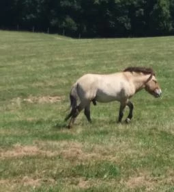 Őrségi Népi Műemlékegyüttes - Szalafő-Pityerszer