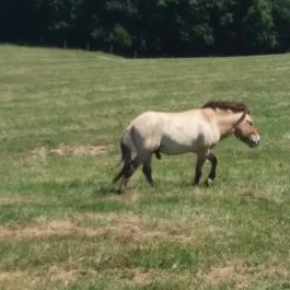 Őrségi Népi Műemlékegyüttes - Szalafő-Pityerszer, Szalafő - Pityerszer - Egyéb
