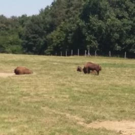 Őrségi Népi Műemlékegyüttes - Szalafő-Pityerszer, Szalafő - Pityerszer - Egyéb