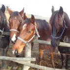 Hubertus Vendégház Bükkösd - Egyéb