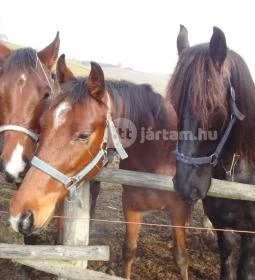 Hubertus Vendégház