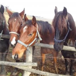 Hubertus Vendégház, Bükkösd - Egyéb