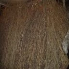 Busóudvar Mohács - 