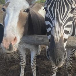 Richter Safari Park Nagykőrös - Egyéb