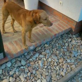 Kosbor Panzió Magyarszombatfa - Egyéb