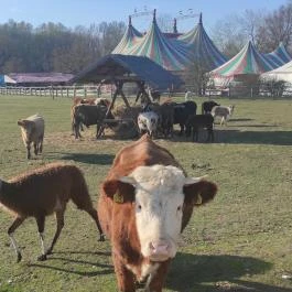 Richter Safari Park Nagykőrös - Egyéb