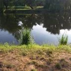 Zichy Park Hotel Bikács - Medence/kert