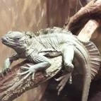 Sóstó Zoo - Nyíregyházi Állatpark Nyíregyháza - 