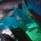 Sóstó Zoo - Nyíregyházi Állatpark Nyíregyháza - 