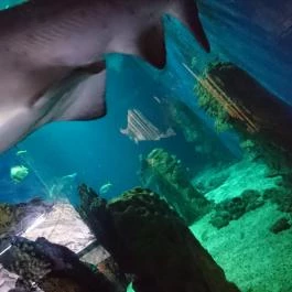 Sóstó Zoo - Nyíregyházi Állatpark Nyíregyháza - Egyéb