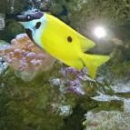 Sóstó Zoo - Nyíregyházi Állatpark Nyíregyháza - 