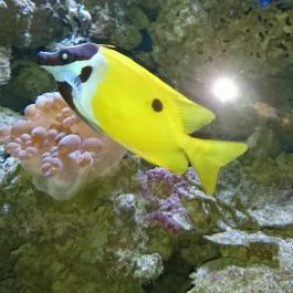 Sóstó Zoo - Nyíregyházi Állatpark Nyíregyháza - Egyéb