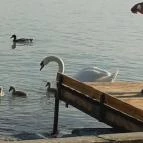 Danubius Hotel Annabella Balatonfüred - Környék