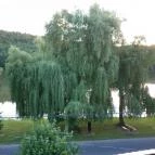 Nefelejcs Fagyizó & Apartmanház Kistolmács - Környék