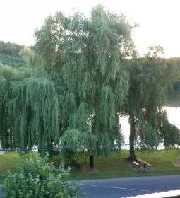 Nefelejcs Fagyizó & Apartmanház