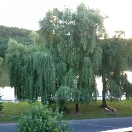 Nefelejcs Fagyizó & Apartmanház Kistolmács - Környék