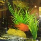 Semmi Extra & Egy Kis Kert Budapest - Belső