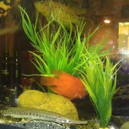 Semmi Extra & Egy Kis Kert, Budapest - Belső