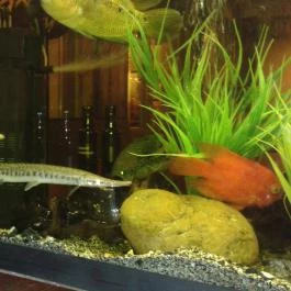 Semmi Extra & Egy Kis Kert, Budapest - Belső