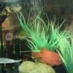 Semmi Extra & Egy Kis Kert Budapest - Belső