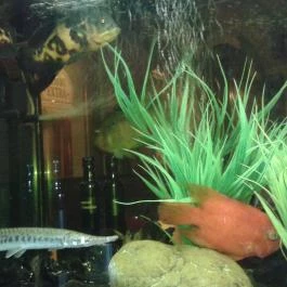 Semmi Extra & Egy Kis Kert, Budapest - Belső