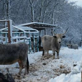Ulbert Pince Vendégház Szederkény - Környék
