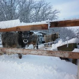 Ulbert Pince Vendégház Szederkény - Környék