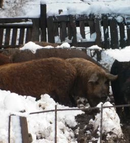 Ulbert Pince Vendégház