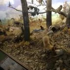 Balatoni Múzeum Keszthely - 