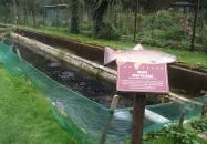 Erdei Halsütöde Lillafüred