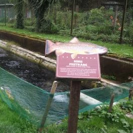 Erdei Halsütöde Lillafüred - Külső kép