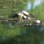 Zempléni Múzeum Szerencs - 