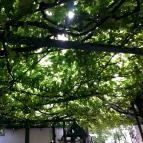 Pál Csárda Tihany - Külső kép