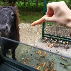 Richter Safari Park Nagykőrös - Egyéb