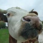 Richter Safari Park Nagykőrös - Egyéb