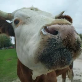 Richter Safari Park, Nagykőrös - Egyéb
