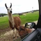 Richter Safari Park Nagykőrös - Egyéb