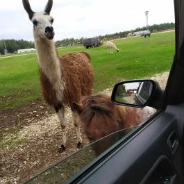 Richter Safari Park, Nagykőrös - Egyéb