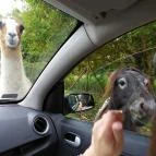 Richter Safari Park Nagykőrös - Egyéb