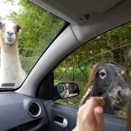 Richter Safari Park, Nagykőrös - Egyéb