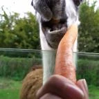 Richter Safari Park Nagykőrös - Egyéb