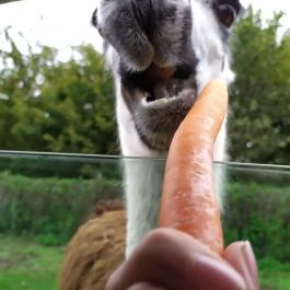 Richter Safari Park, Nagykőrös - Egyéb