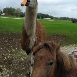 Richter Safari Park, Nagykőrös - Egyéb
