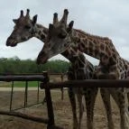 Richter Safari Park Nagykőrös - Egyéb