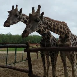 Richter Safari Park, Nagykőrös - Egyéb