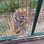 Richter Safari Park Nagykőrös - Egyéb