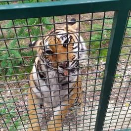 Richter Safari Park, Nagykőrös - Egyéb