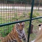 Richter Safari Park Nagykőrös - Egyéb