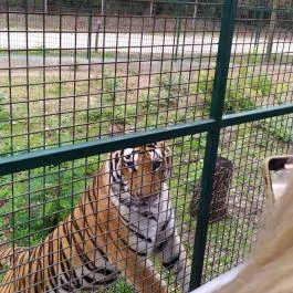 Richter Safari Park, Nagykőrös - Egyéb