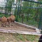 Richter Safari Park Nagykőrös - Egyéb